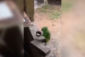 Animais: Qual é o lance do papagaio?