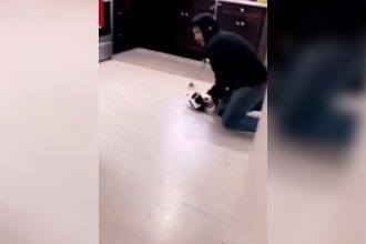 Animais: Menos um meliante nas ruas