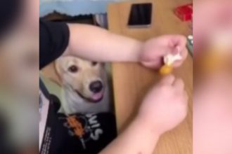 Animais: Quem você é numa briga?
