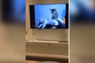 Animais: Menos um meliante nas ruas