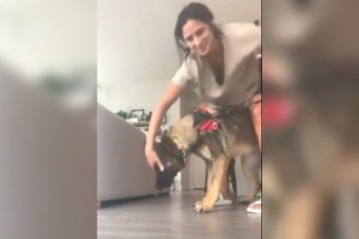 Animais: Menos um meliante nas ruas