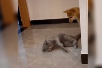 Videos Engraçados: O gatinho cagooou