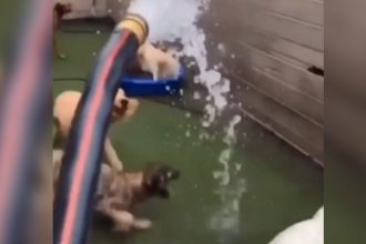 Animais: Ratinho praieiro só queria carona