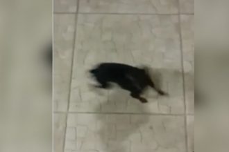 Videos WhatsApp: Cachorrinho possuído da mamãe