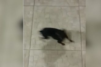 Baixar video Cachorrinho possuído da mamãe