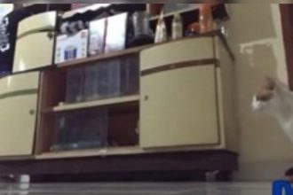 Animais: Ratinho praieiro só queria carona