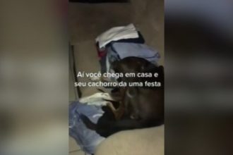 Animais: Ratinho praieiro só queria carona