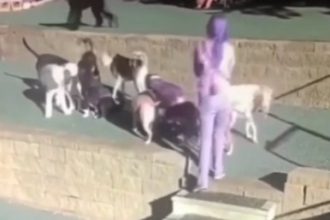 Animais: Ratinho praieiro só queria carona