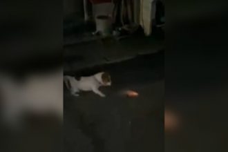 Baixar video O cachorro totalmente terrorista