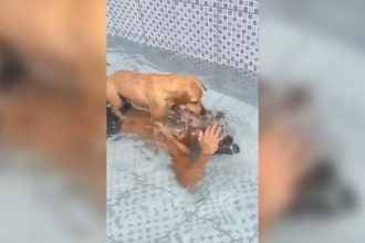 Videos Engraçados: Cachorro vingativo e perigoso