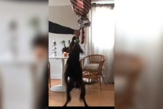 Animais: O que aconteceu aqui?