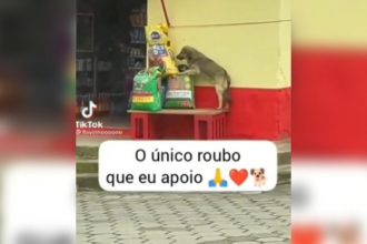 Animais: Traído pelo melhor amigo do homem