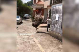 Videos Engraçados: Sobreviveu ao ataque de avestruz