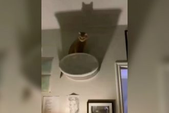 Baixar video O gato parece possuído