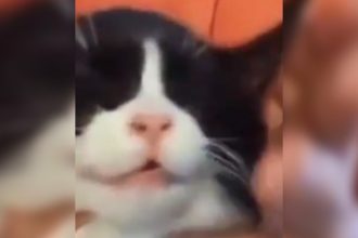 Animais: O que aconteceu aqui?
