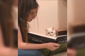 Animais: O que aconteceu aqui?