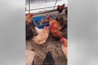 Animais: O que aconteceu aqui?