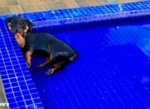 Baixar video Calor do cão aqui