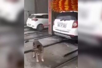 Baixar video Banho diferente pro doguinho