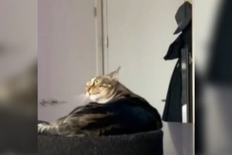 Baixar video O gato doidão em café