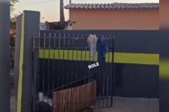 Baixar video Um cachorro fofoqueiro de verdade