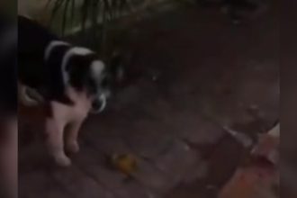 Baixar video Só to bebendo por causa do doguinho