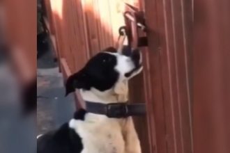 Baixar video Cachorro fujão de outro nível