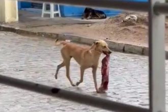 Baixar video O caramelo ladrão