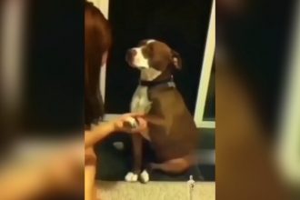 Videos Engraçados: Uma missão bem simples