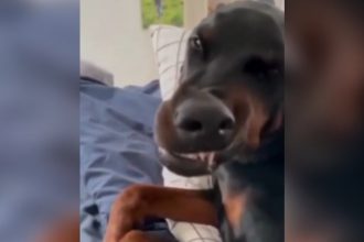 Videos Engraçados: Assando pão de alho