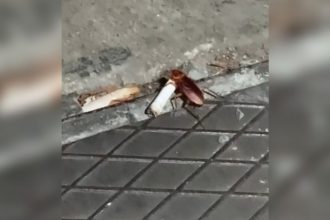 Videos Engraçados: Quando você tem que fingir