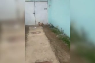 Videos Engraçados: Velozes e furiosos Brasil