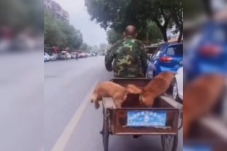 Videos: É o famoso 'vai dar merda, vai'